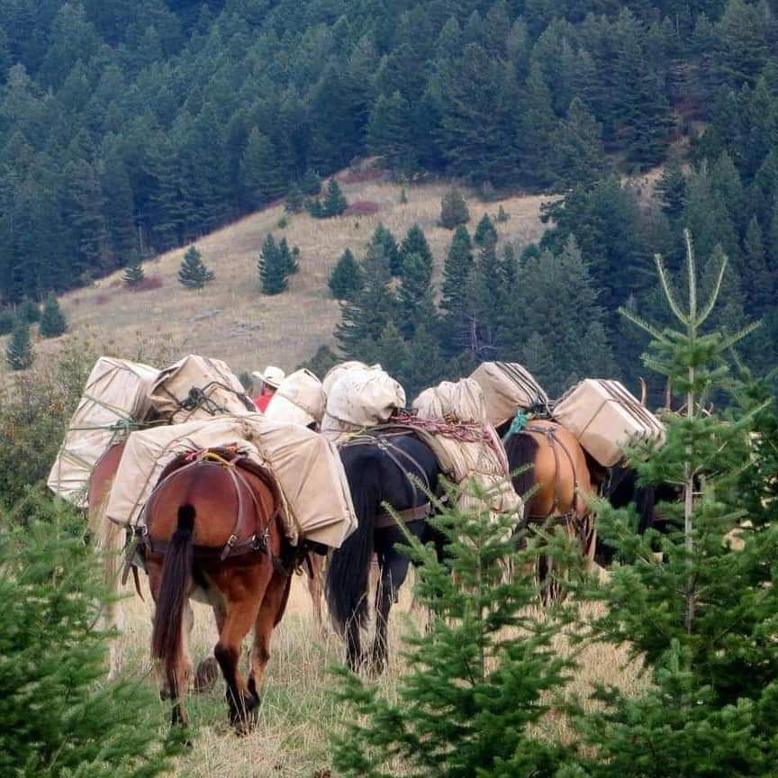 Pack mules carrying supplies along a forested mountain trail