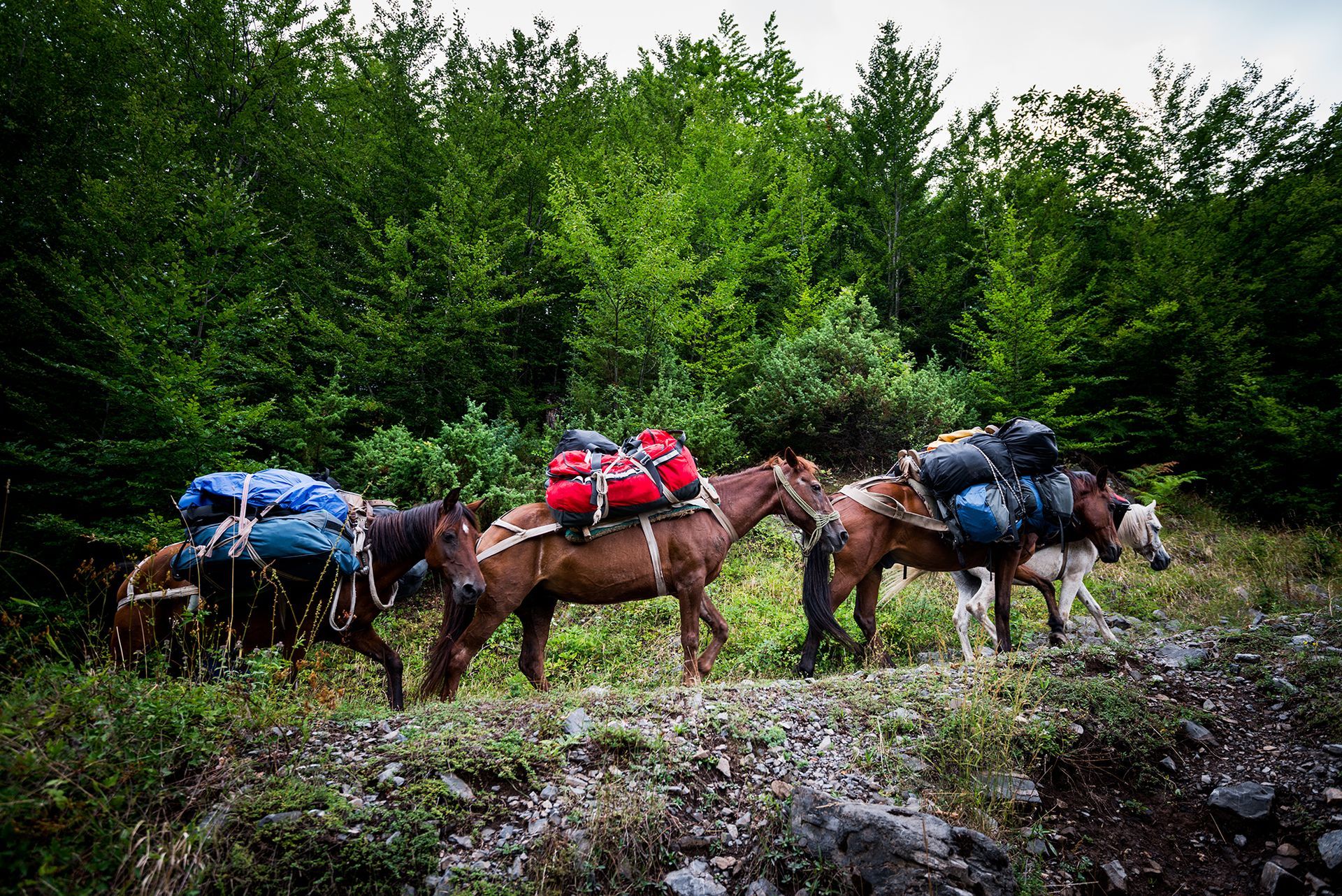 Three pack mules loaded with colorful bags walking along a rocky forest trail
