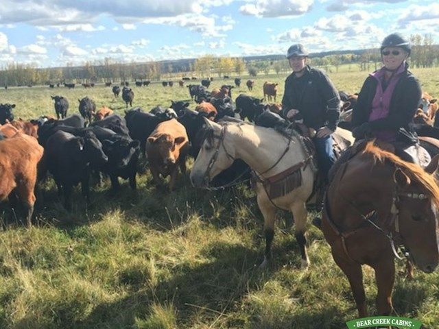 Cattle Drive