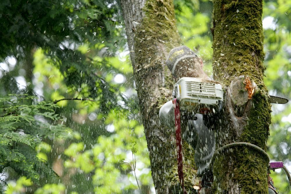 A Person is Cutting a Tree With a Chainsaw — Downright Carpentry in Miles End, QLD