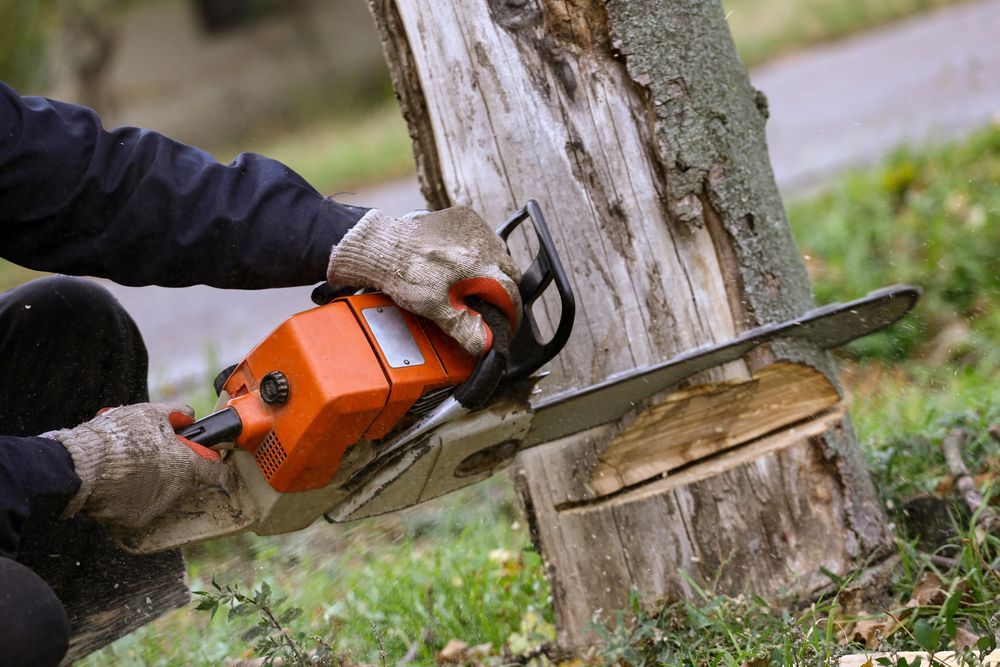 A Man is Cutting a Tree With a Chainsaw — Downright Carpentry in Mornington, QLD