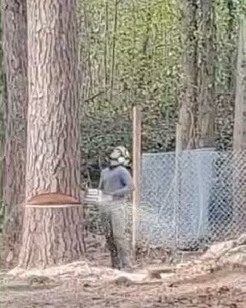 A man is cutting a tree with a chainsaw in the woods.