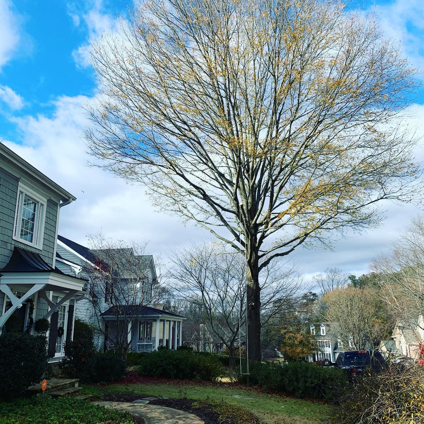 A tree in front of a house with a blue sky in the background.