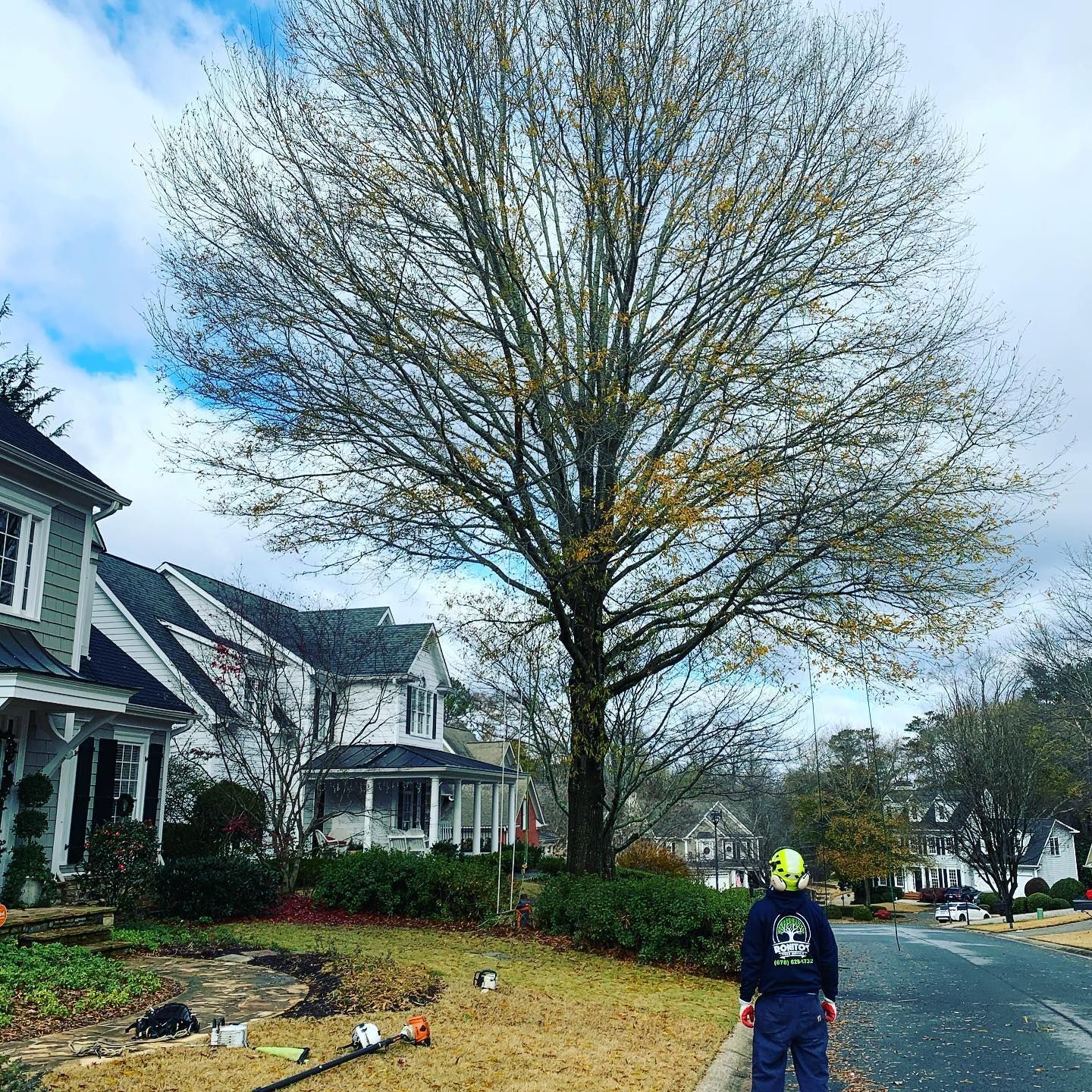 The Best Time to Trim Your Trees Expert Tips for Homeowners