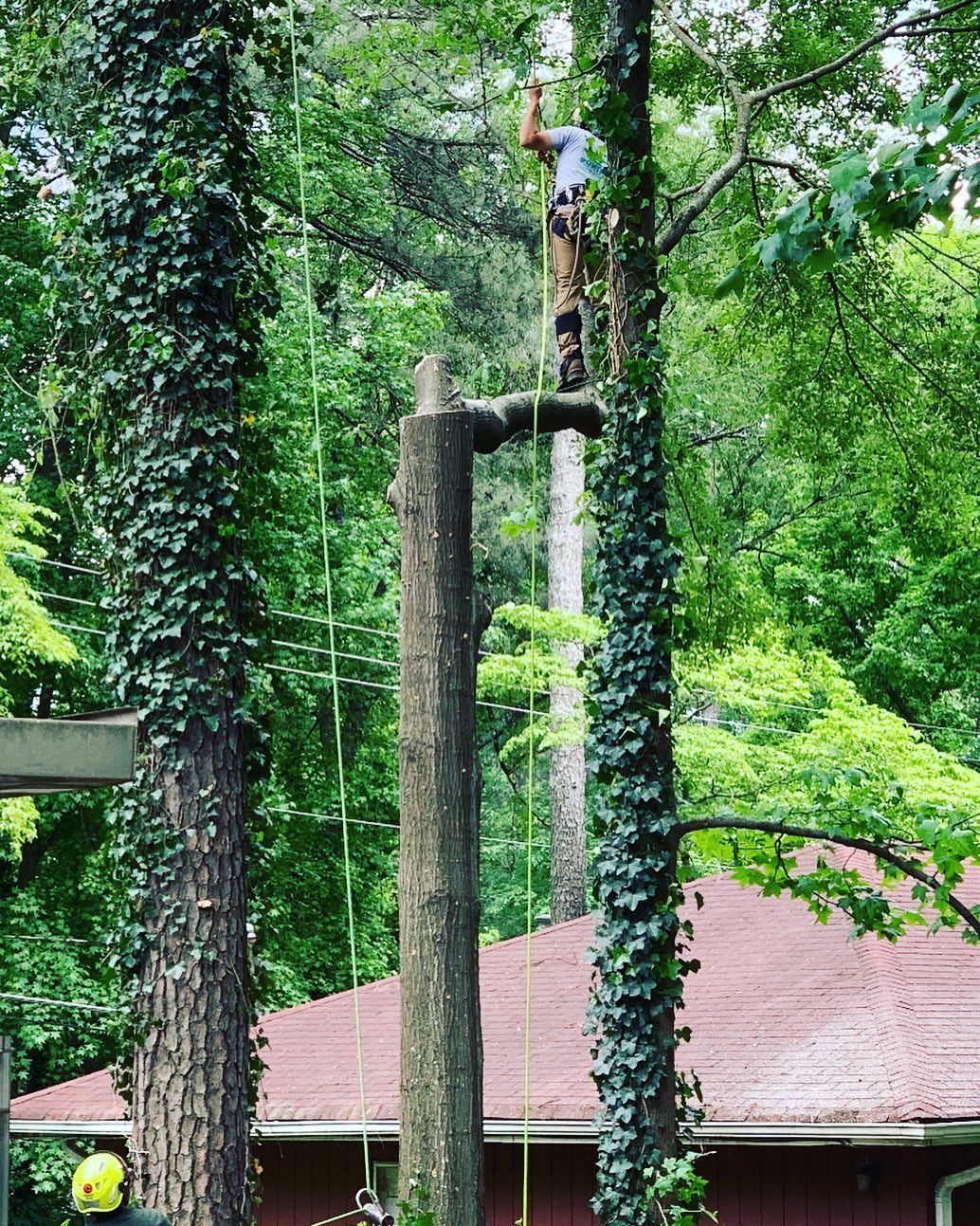 A man is climbing a tree in front of a house.