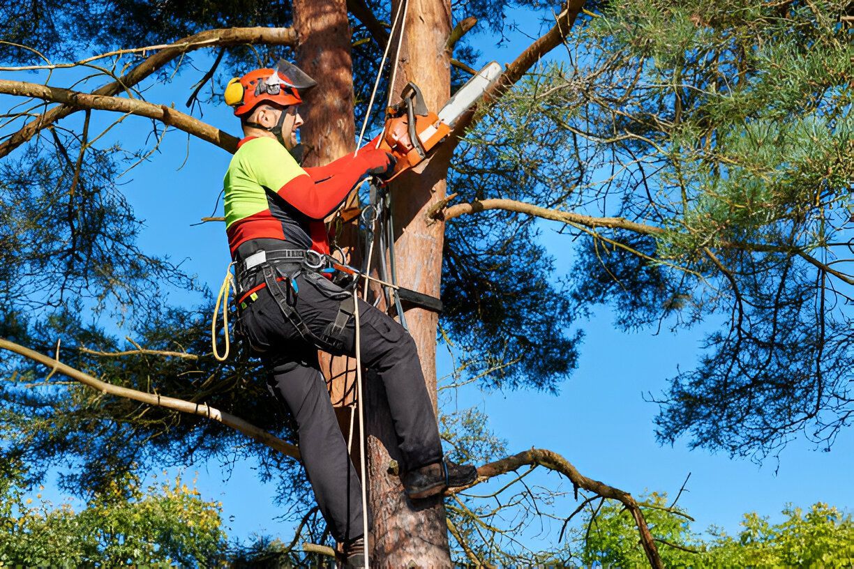 Arborist in safety gear climbing a tree performing professional tree trimming services for safe and healthy tree maintenance.