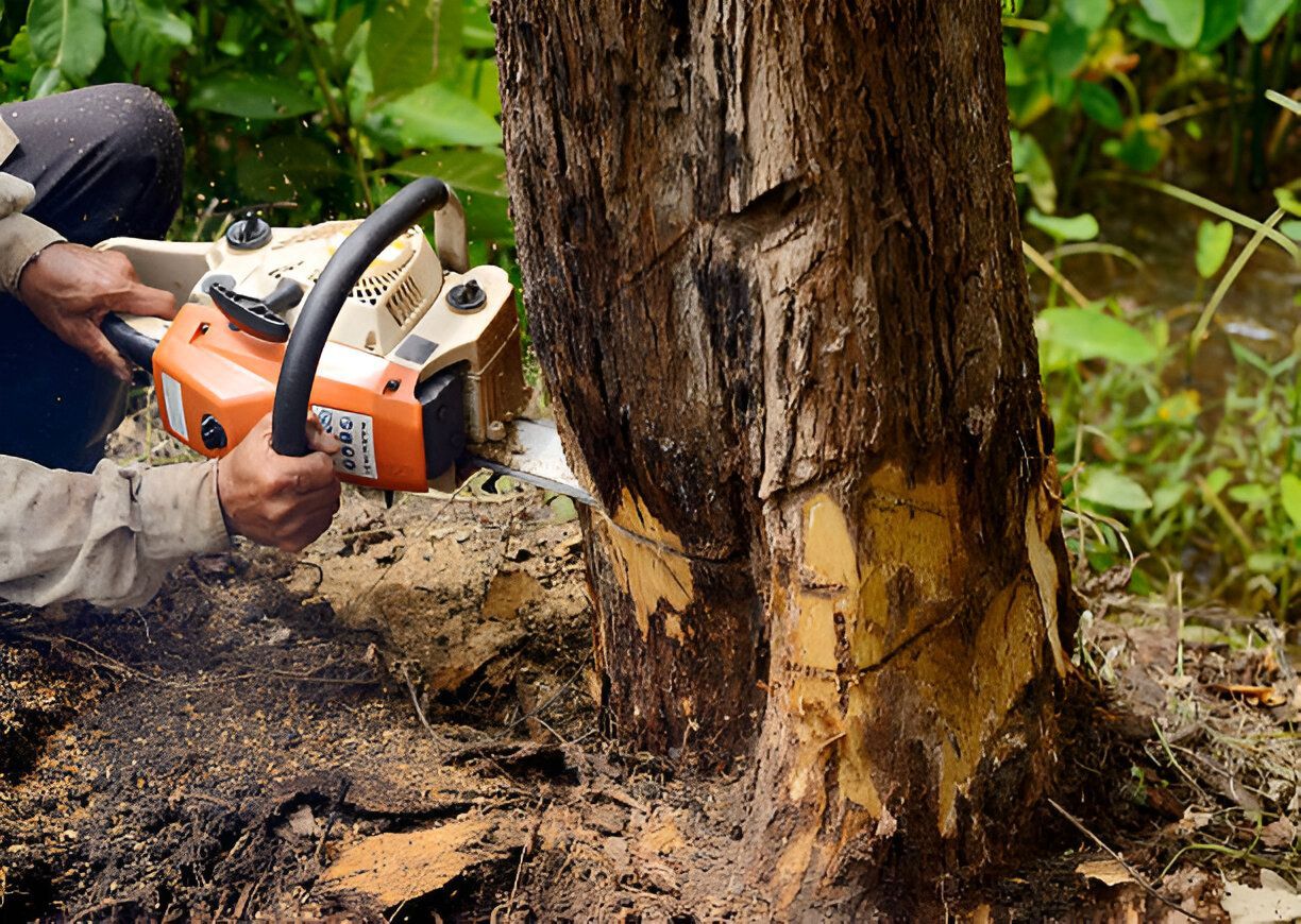 Professional using a chainsaw for tree removal, cutting down a large tree trunk as part of expert tree removal services.