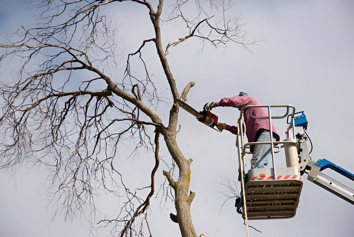 A man in a bucket is cutting a tree with a chainsaw.