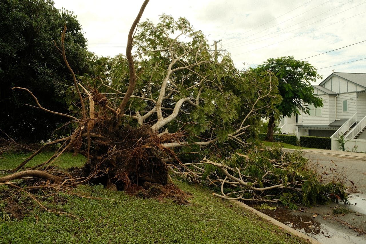 Uprooted tree on a grassy slope near a road and a two-story white house. Exposed roots are visible.