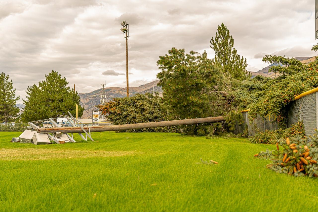 A tree has fallen on a power pole in a grassy field.