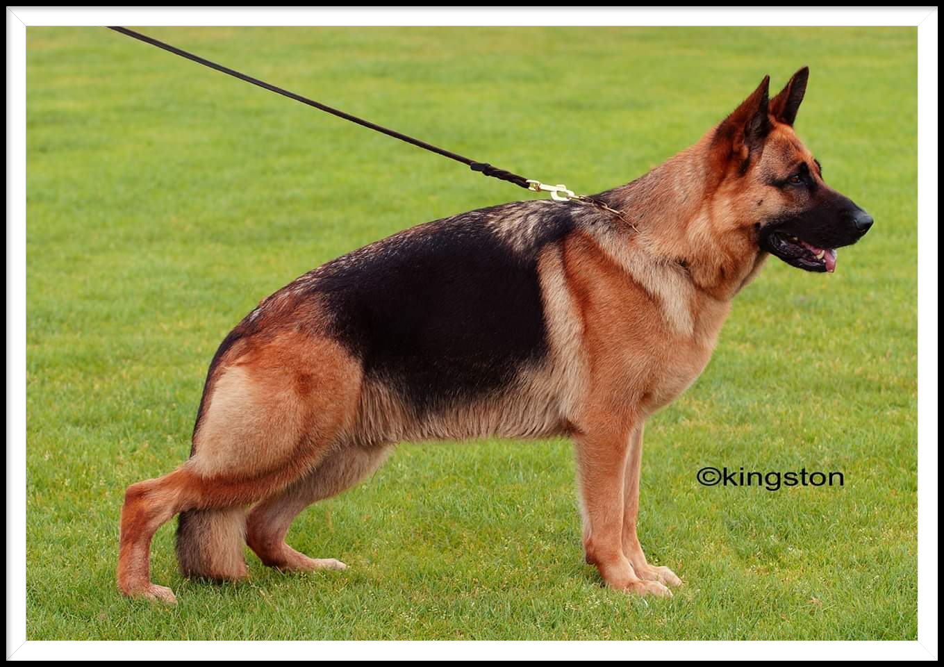 V38 Tara vom Holtkamper Tor  HD fast normal ED normal  DM vrij DNA IPO 1 KKL