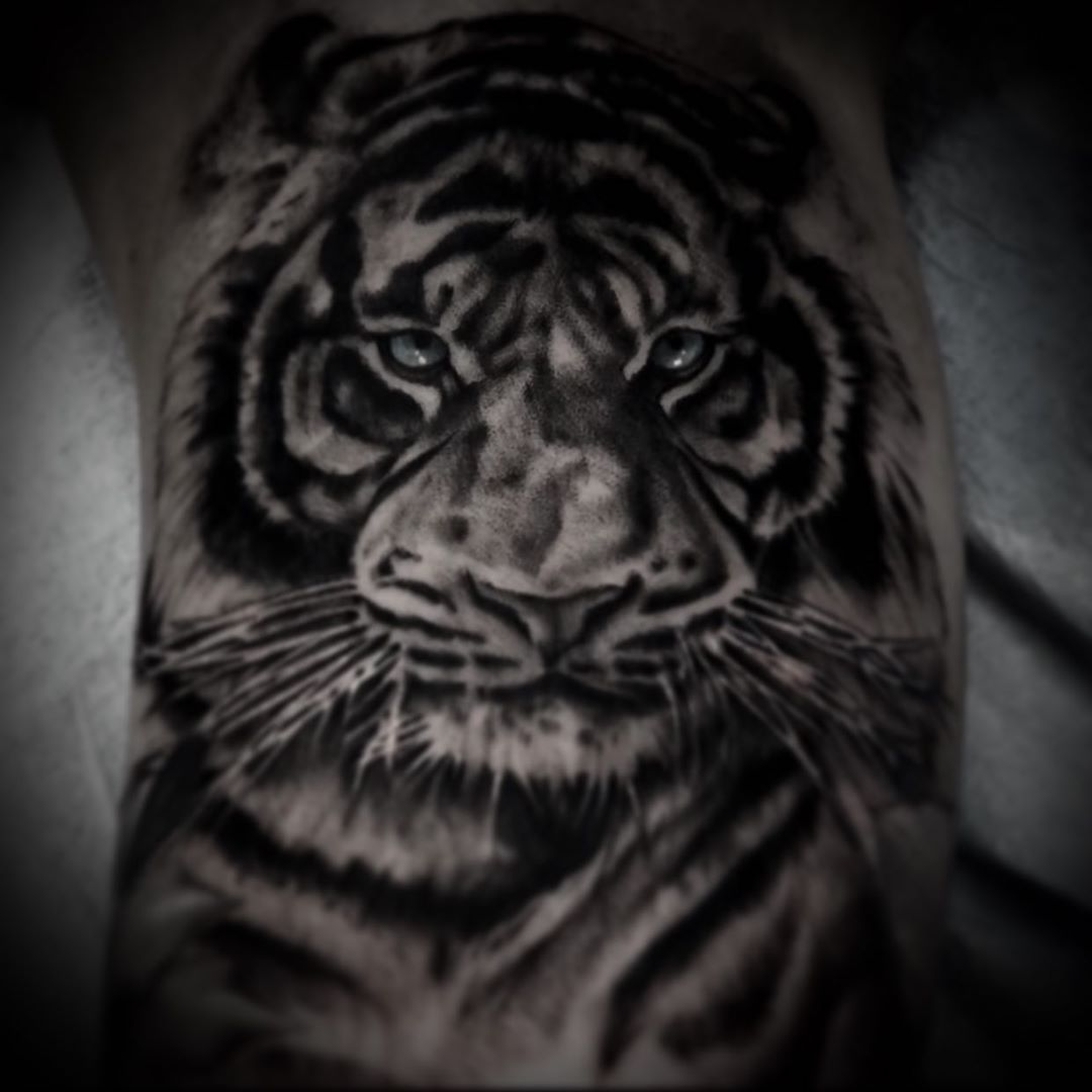 Tiger Tattoo by Romeo Ostiguy at Black Gold Tattoo Co in Edmonton Alberta Canada
