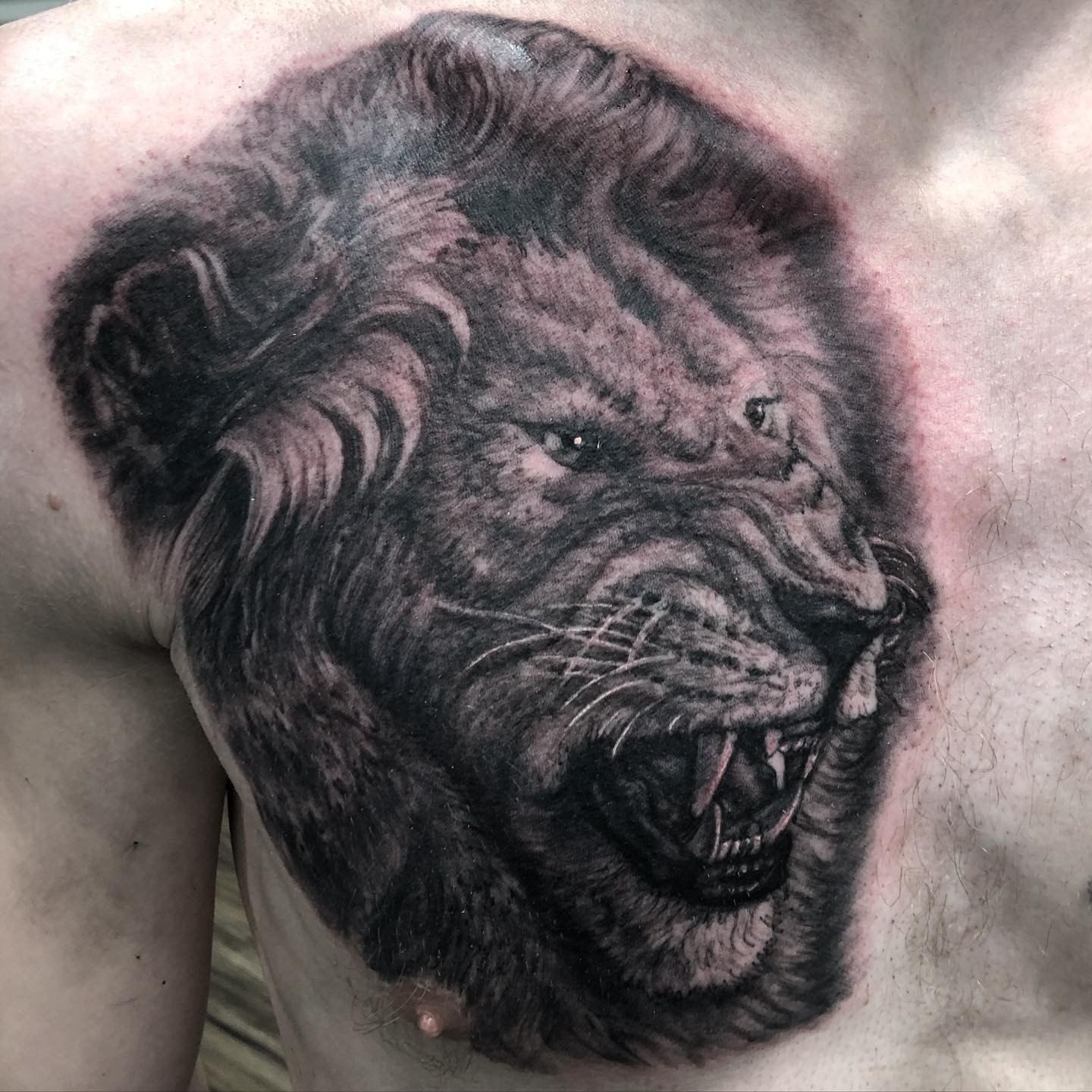 Lion Tattoo by Steve Hayes at Black Gold Tattoo Co in Edmonton Alberta Canada
