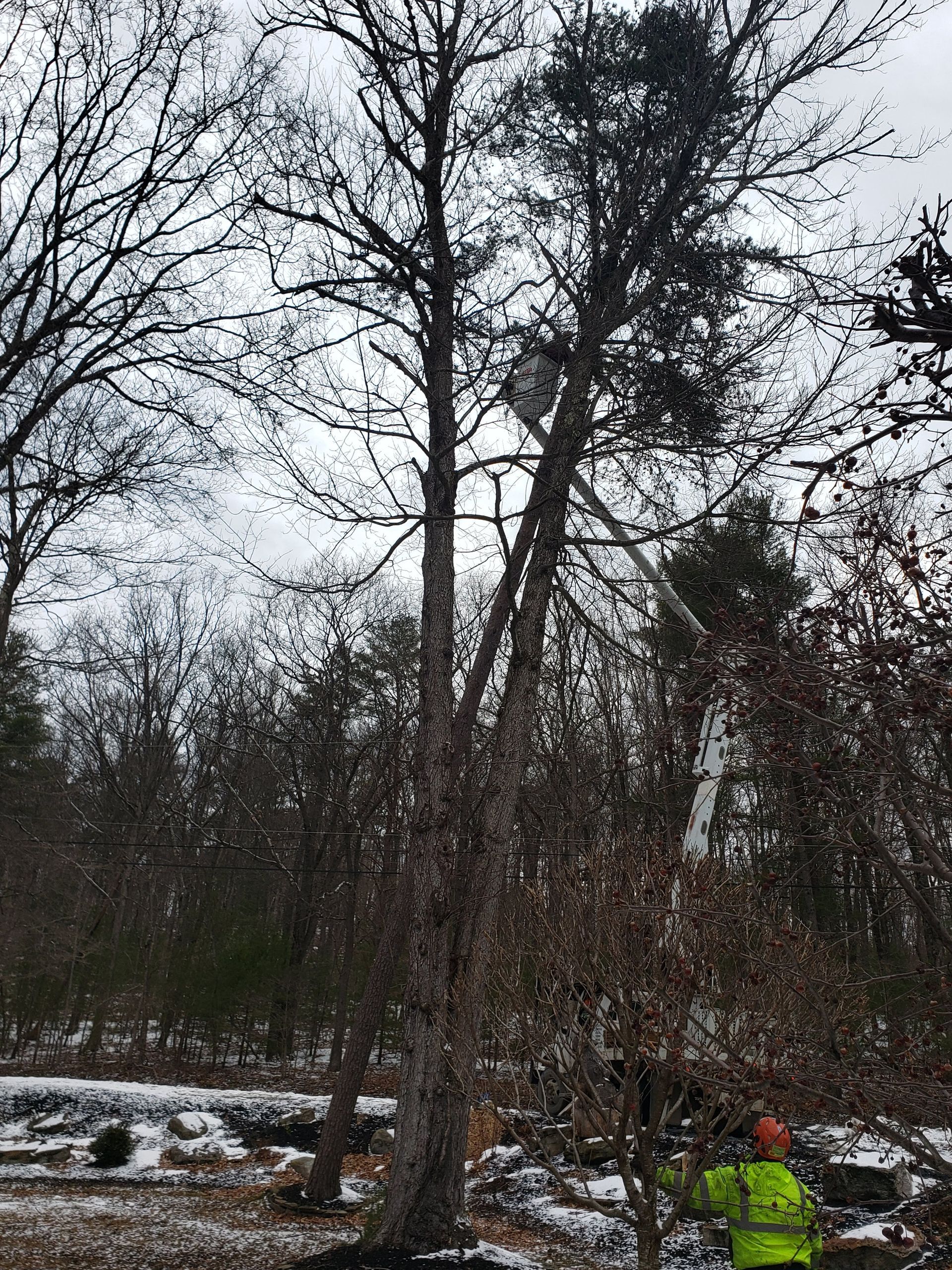 Fallen Tree — Lock Haven, PA — Saar Tree Service