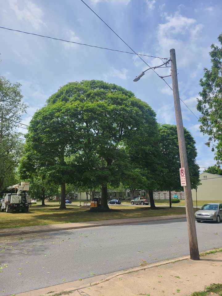 Trimmed Tree — Lock Haven, PA — Saar Tree Service