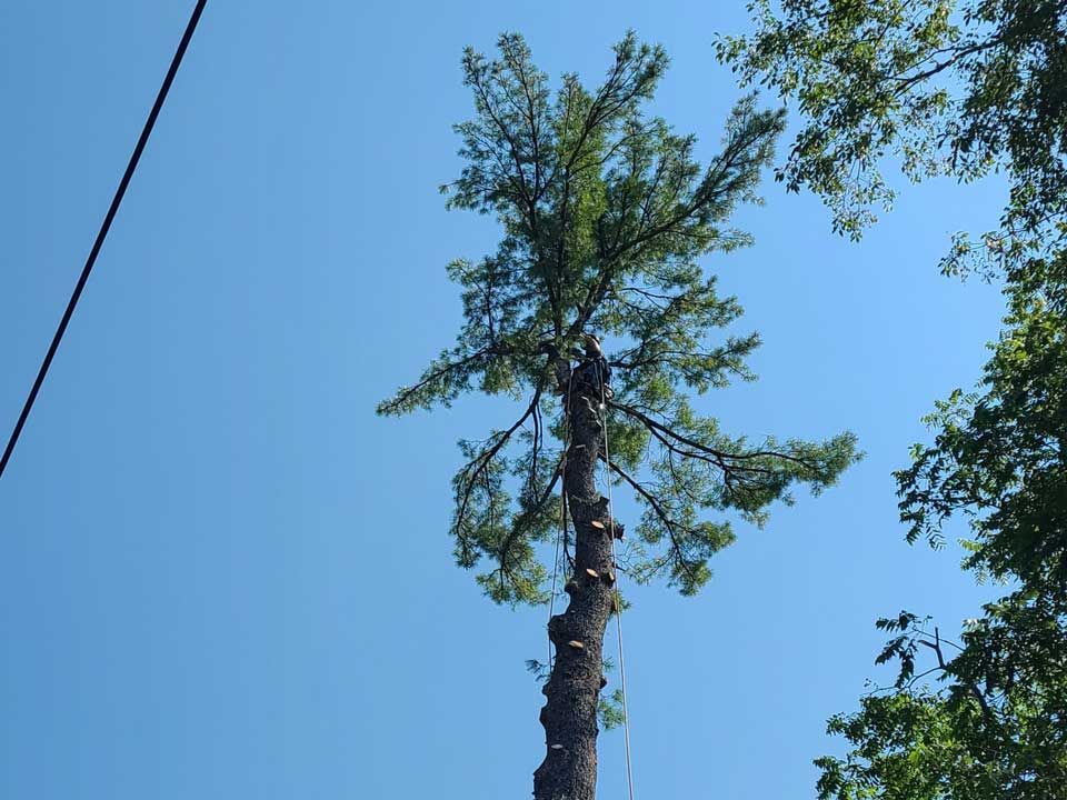 Man Cutting A Tall Tree — Lock Haven, PA — Saar Tree Service