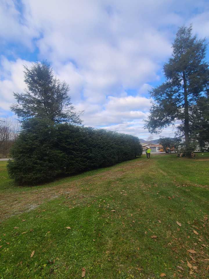Trimmed Bush — Lock Haven, PA — Saar Tree Service
