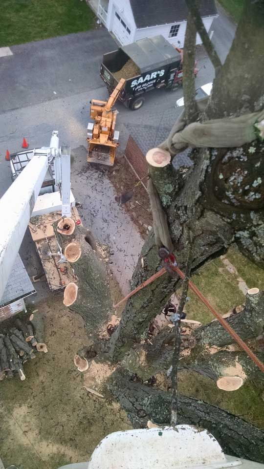 Tree Cutting — Lock Haven, PA — Saar Tree Service