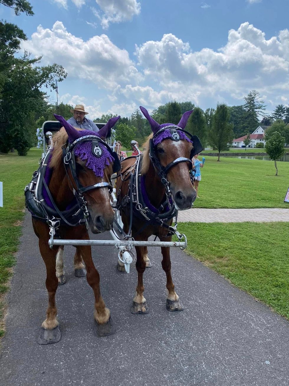Two horses harnessed side by side with purple decorations on a gravel path in a sunny park