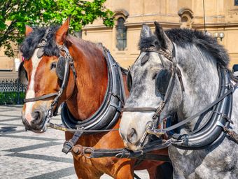 Two harnessed horses, one chestnut and one gray, standing side by side in front of a building