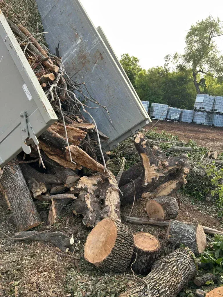 A dump truck tilting its bed to unload a pile of wood logs, tree branches, and wood chips onto the ground outdoors.