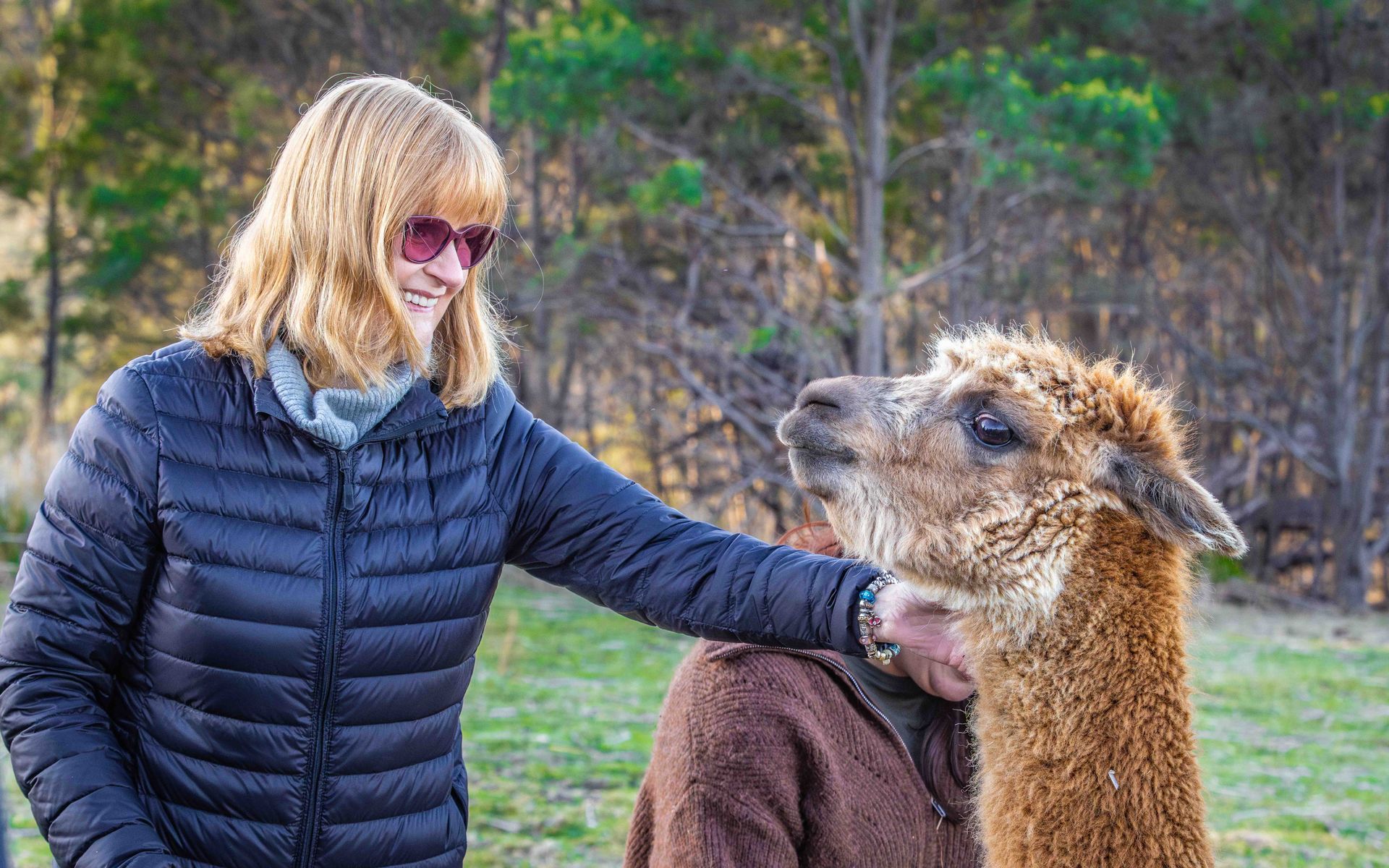 A woman is sleeping in a tent next to a herd of alpacas.