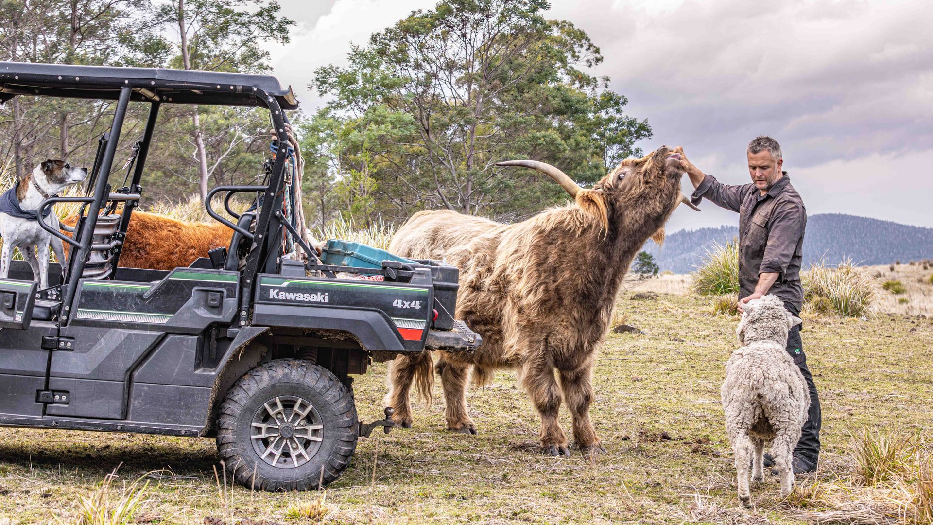 A truck is parked in a field with trees in the background.
