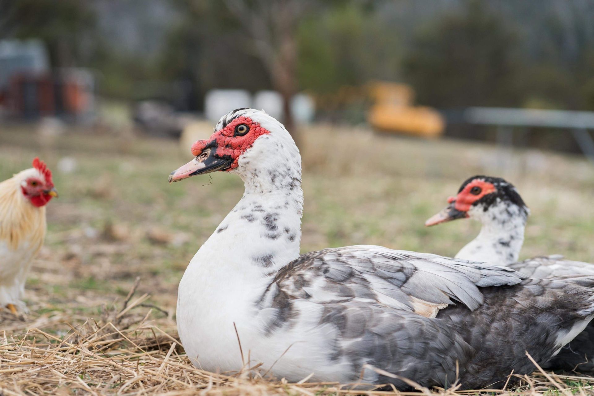 A couple of ducks sitting on top of a pile of hay next to a chicken.