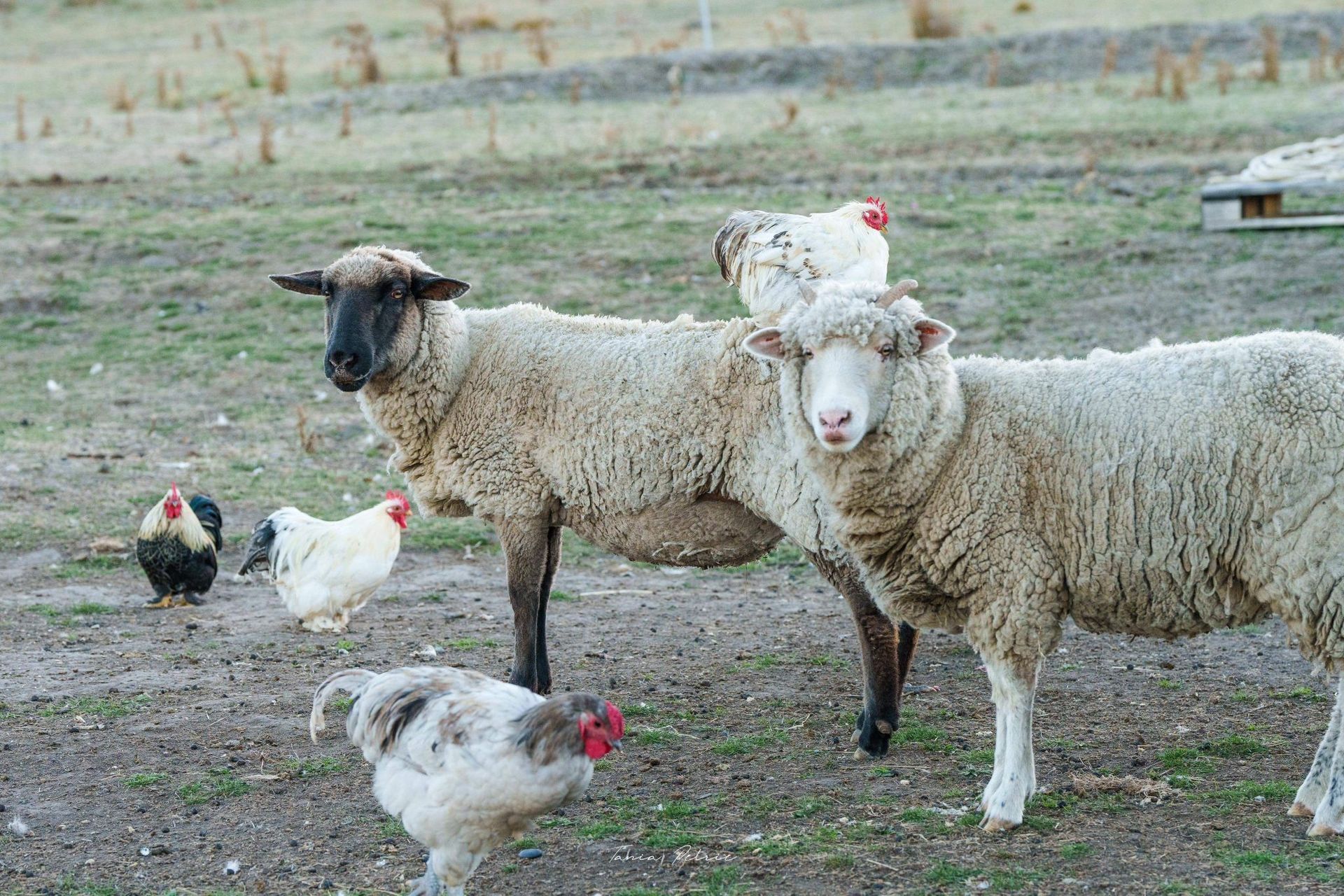 A herd of sheep and chickens are standing in a field.