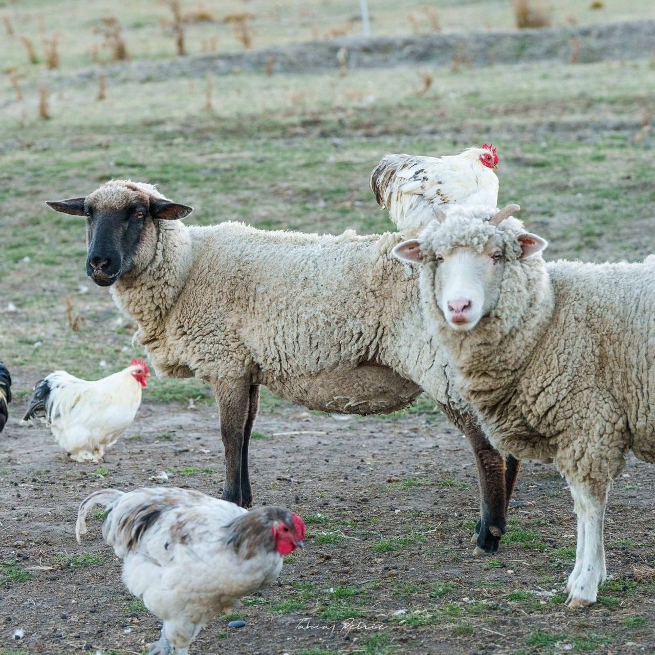 A flock of sheep and chickens are standing in a field