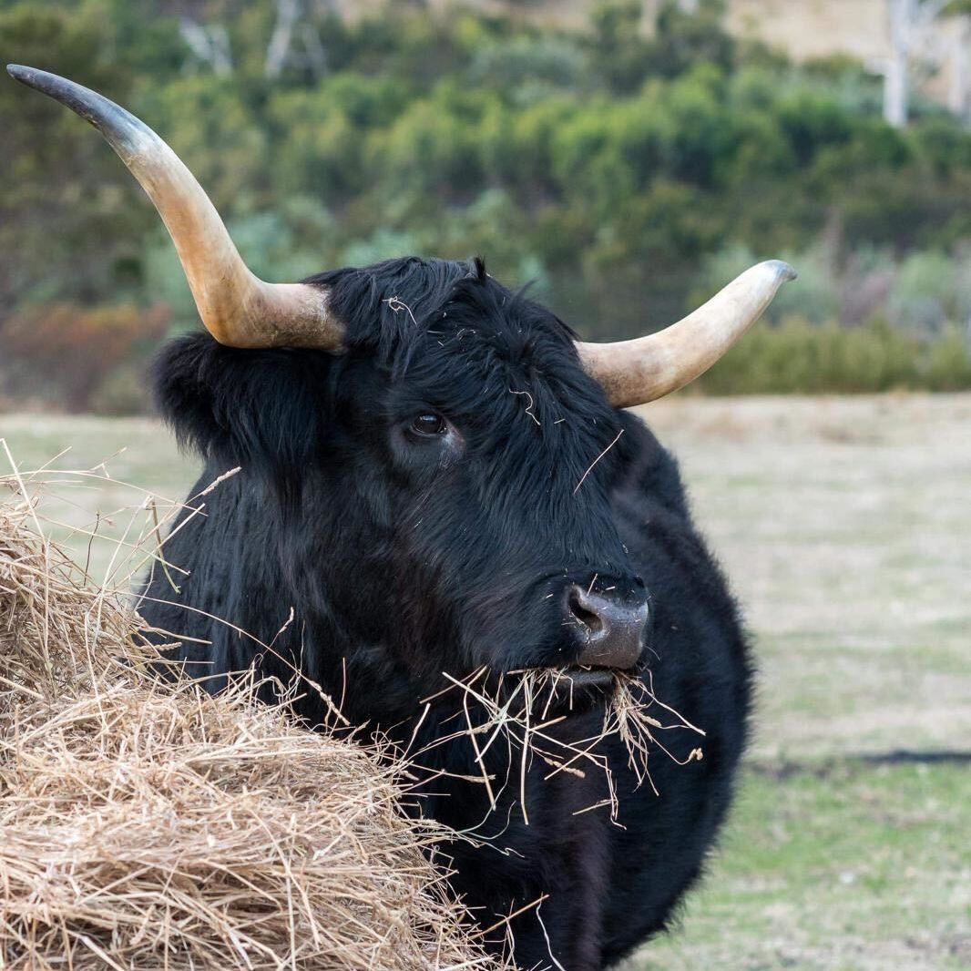 A black bull with horns eating hay in a field