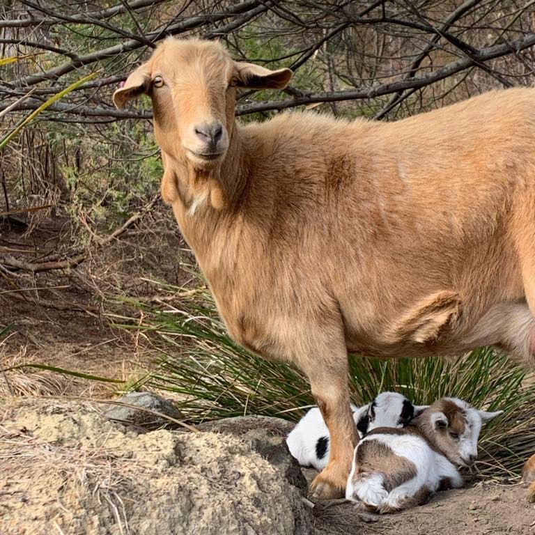 A goat standing next to two baby goats on a rock.