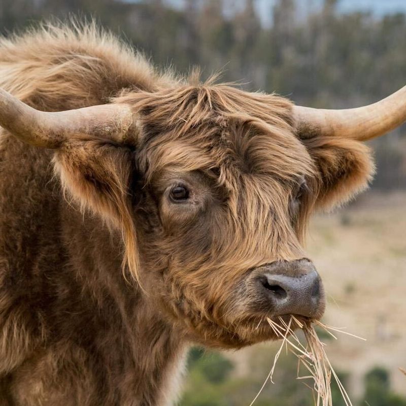 A close up of a brown cow with long horns eating grass.