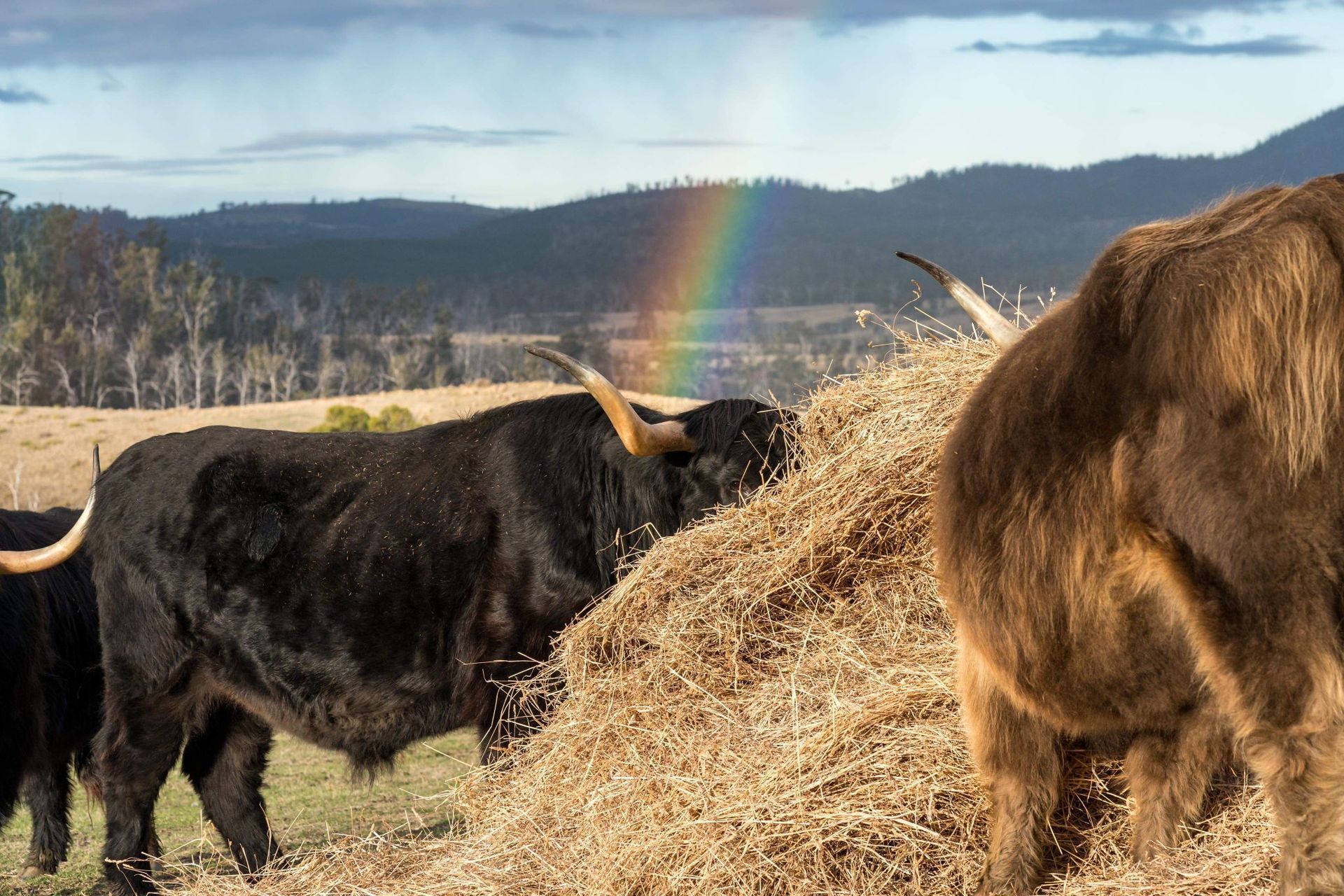 Two bulls are eating hay in a field with a rainbow in the background.