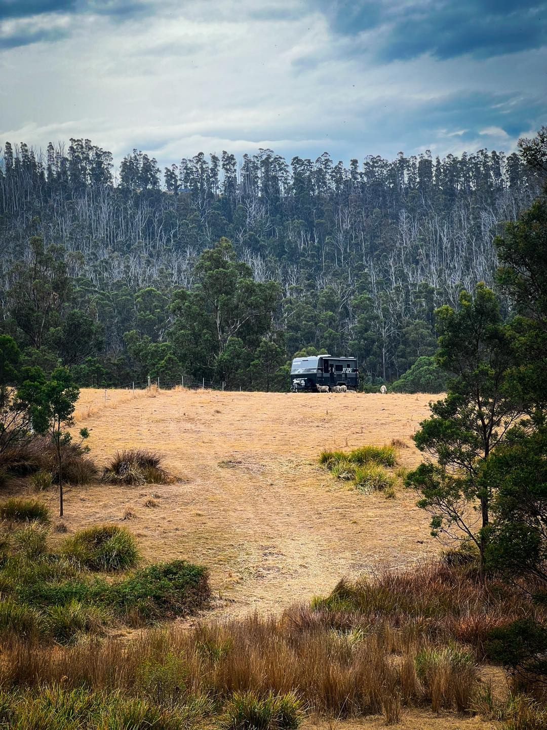 A truck is parked in a field with trees in the background.