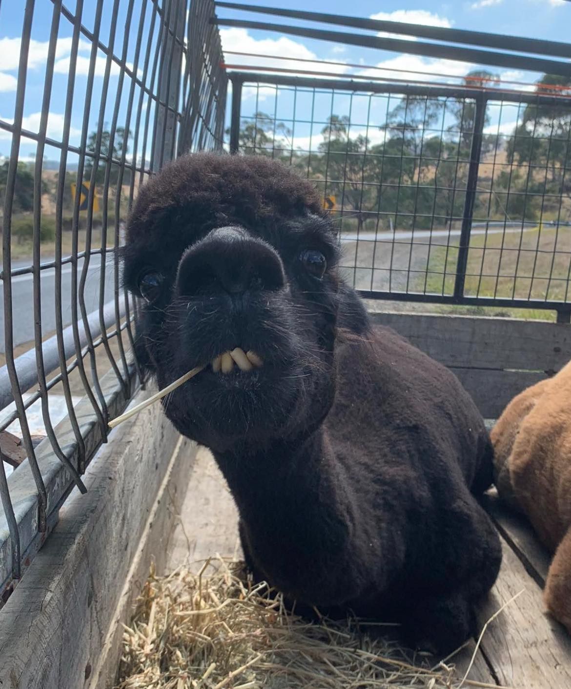 A black alpaca is eating hay in a cage.