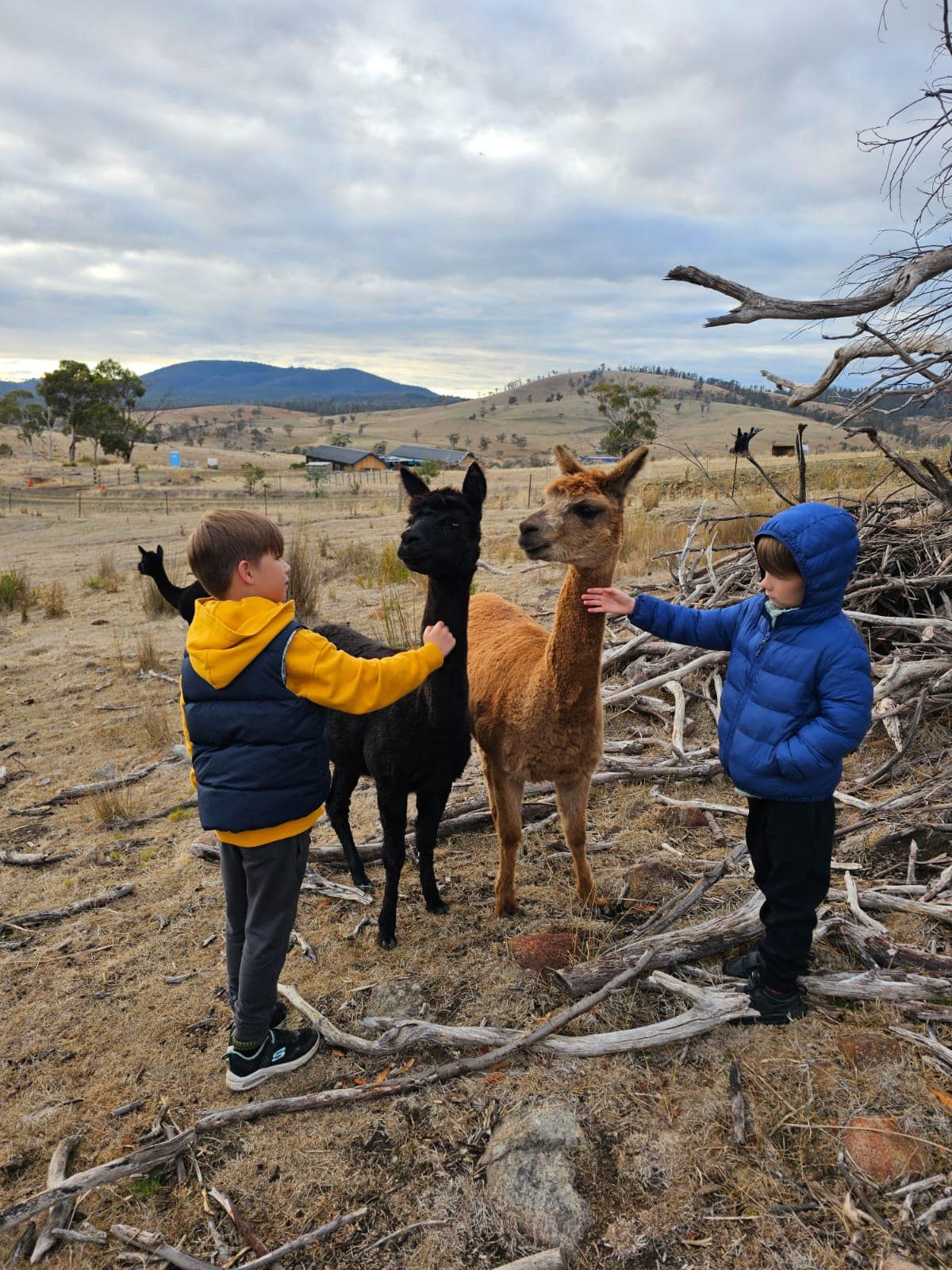 Two young boys are feeding alpacas in a field.
