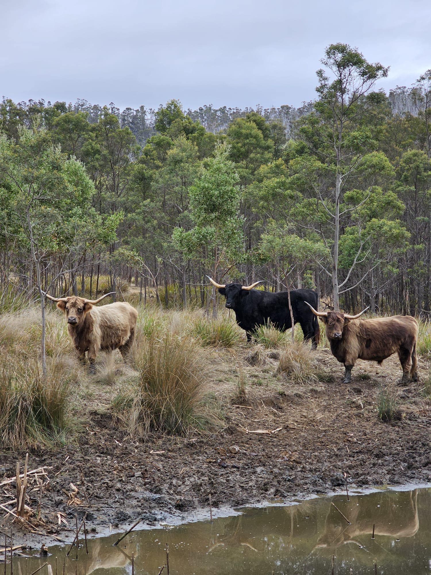 A herd of cattle standing next to a body of water in a field.
