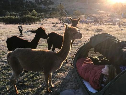 A woman is sleeping in a tent next to a herd of alpacas.