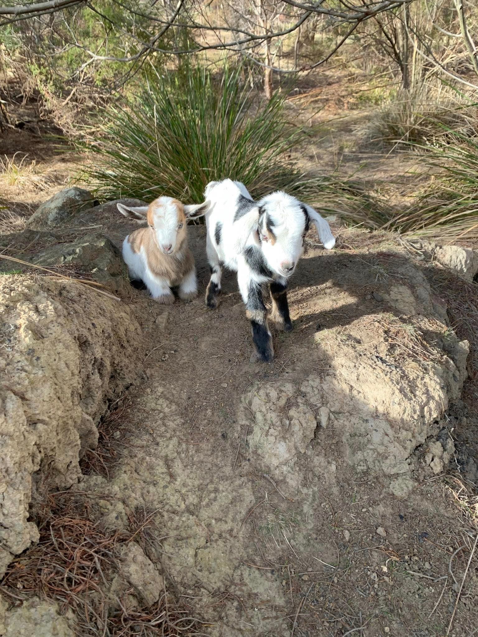 Two baby goats are standing next to each other on a rock.