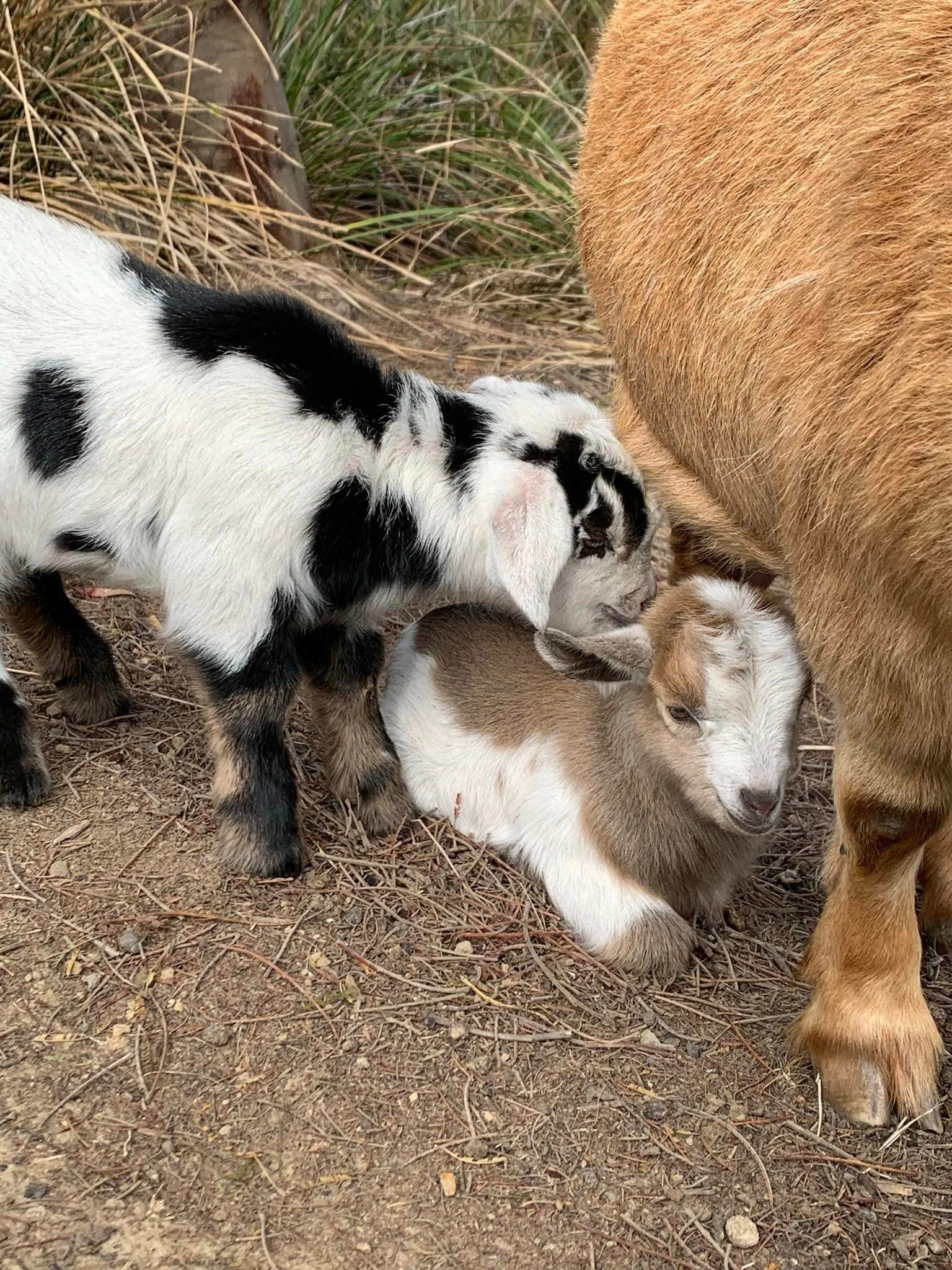 A couple of goats standing next to each other on the ground.