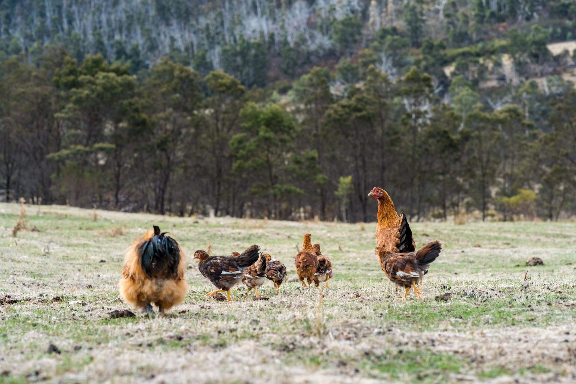 A group of chickens are standing in a field.