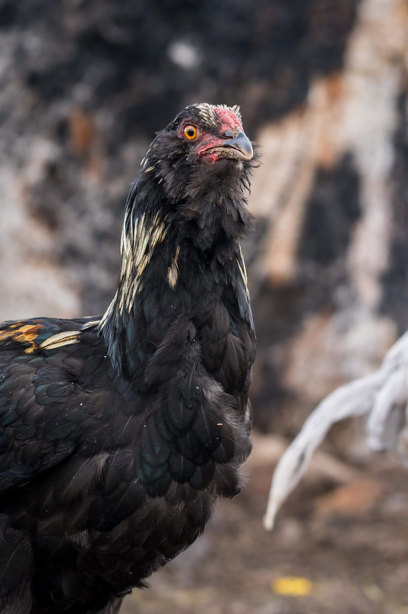 A close up of a black chicken with a red beak