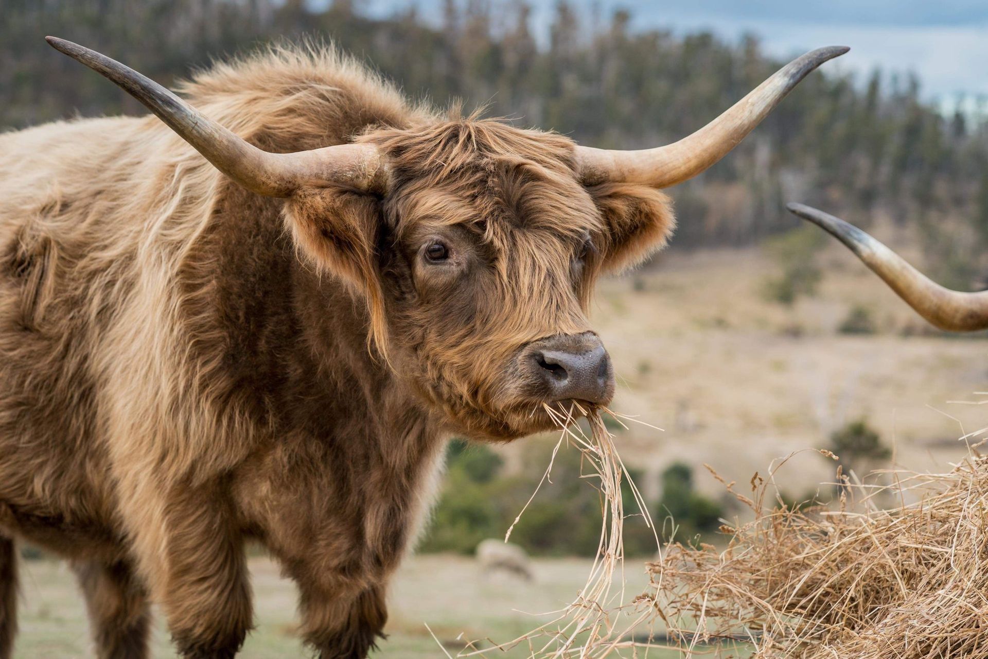 A brown cow with long horns is eating hay in a field.