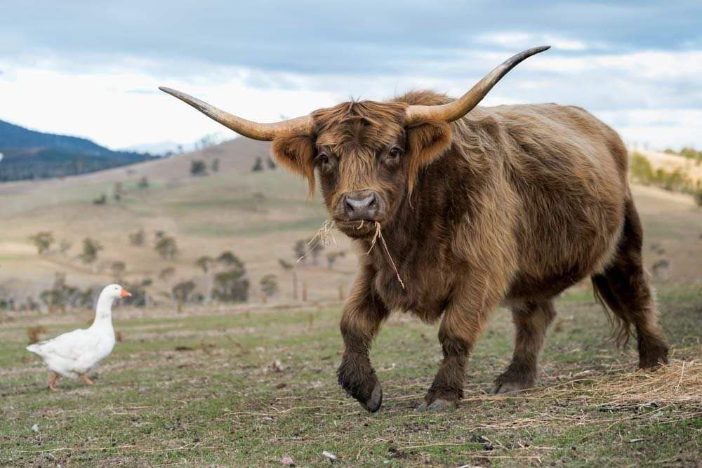 A highland cow with long horns is standing in a field next to a white goose.