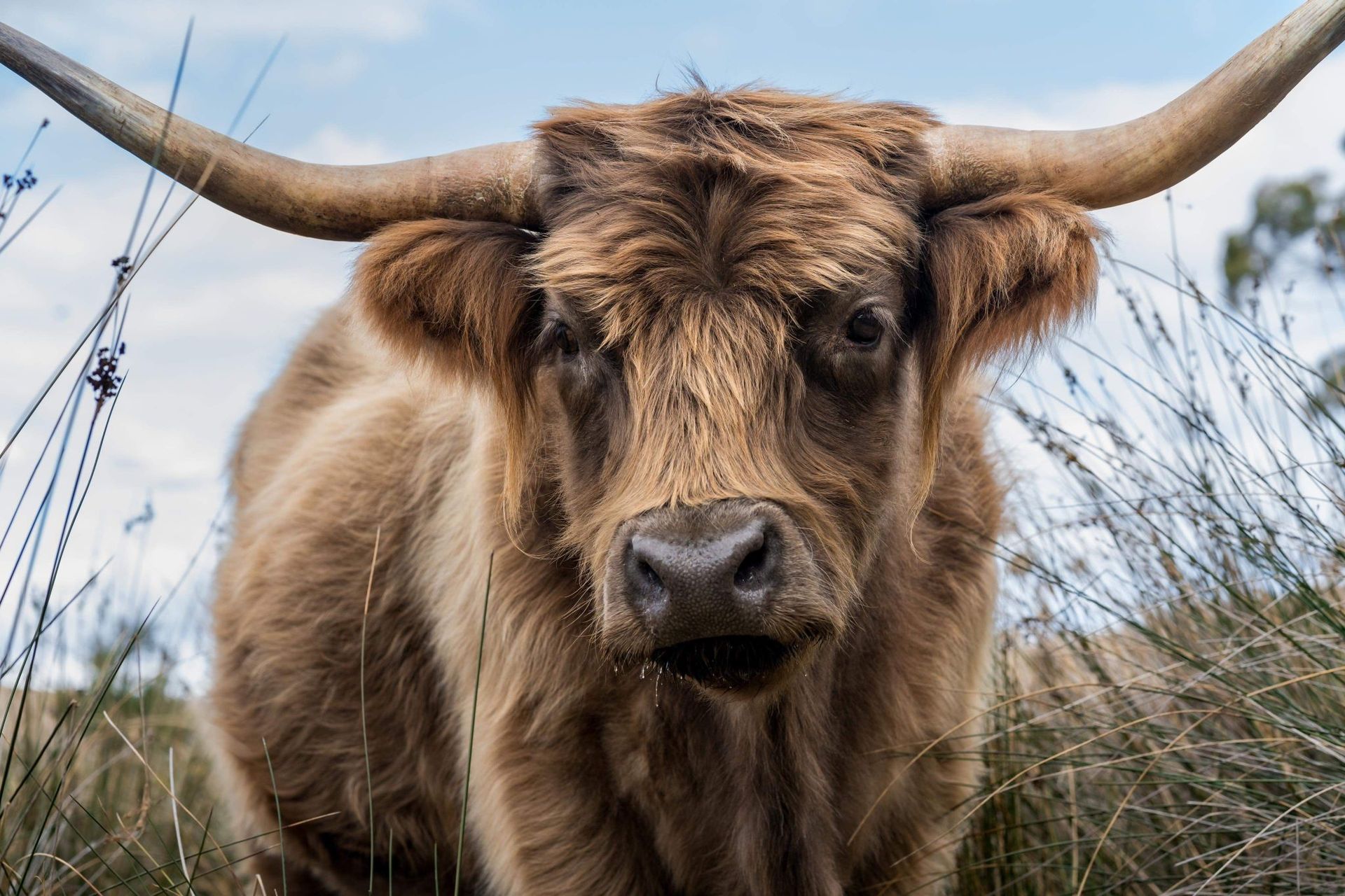 A highland up of a brown cow with long horns standing in a field.