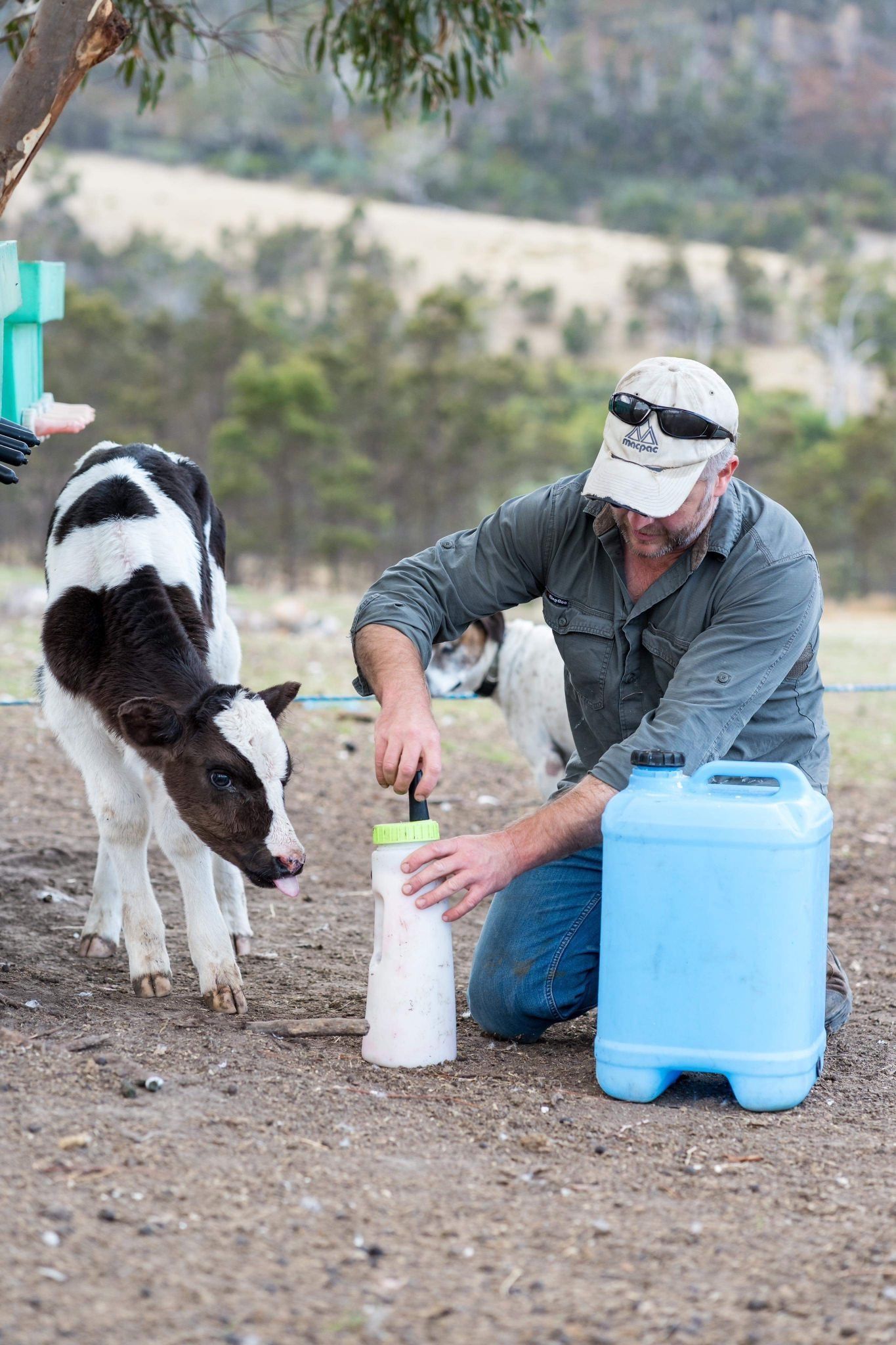 A man is feeding a calf from a bottle in a field.