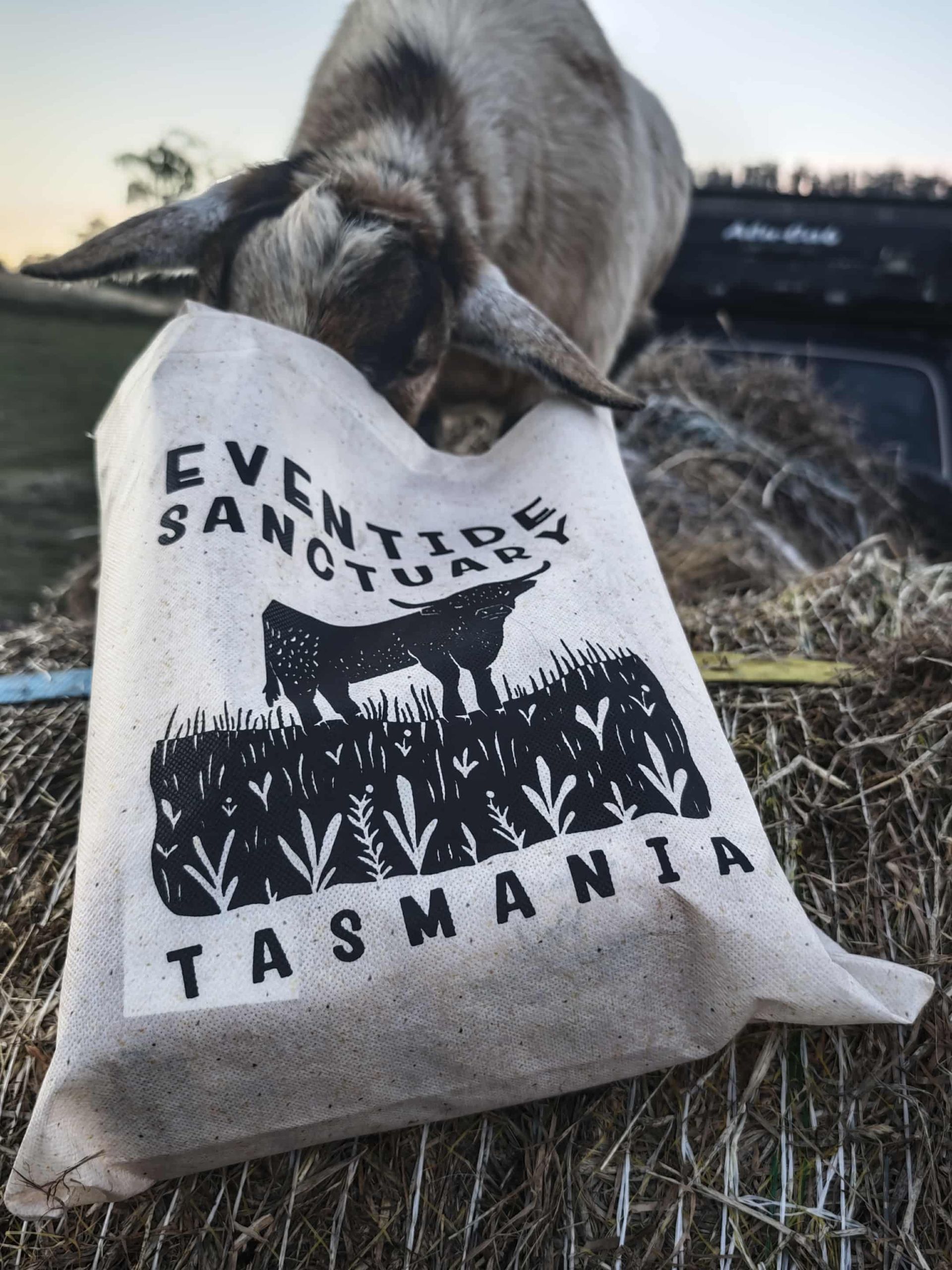 Highland Cow Tote Bag