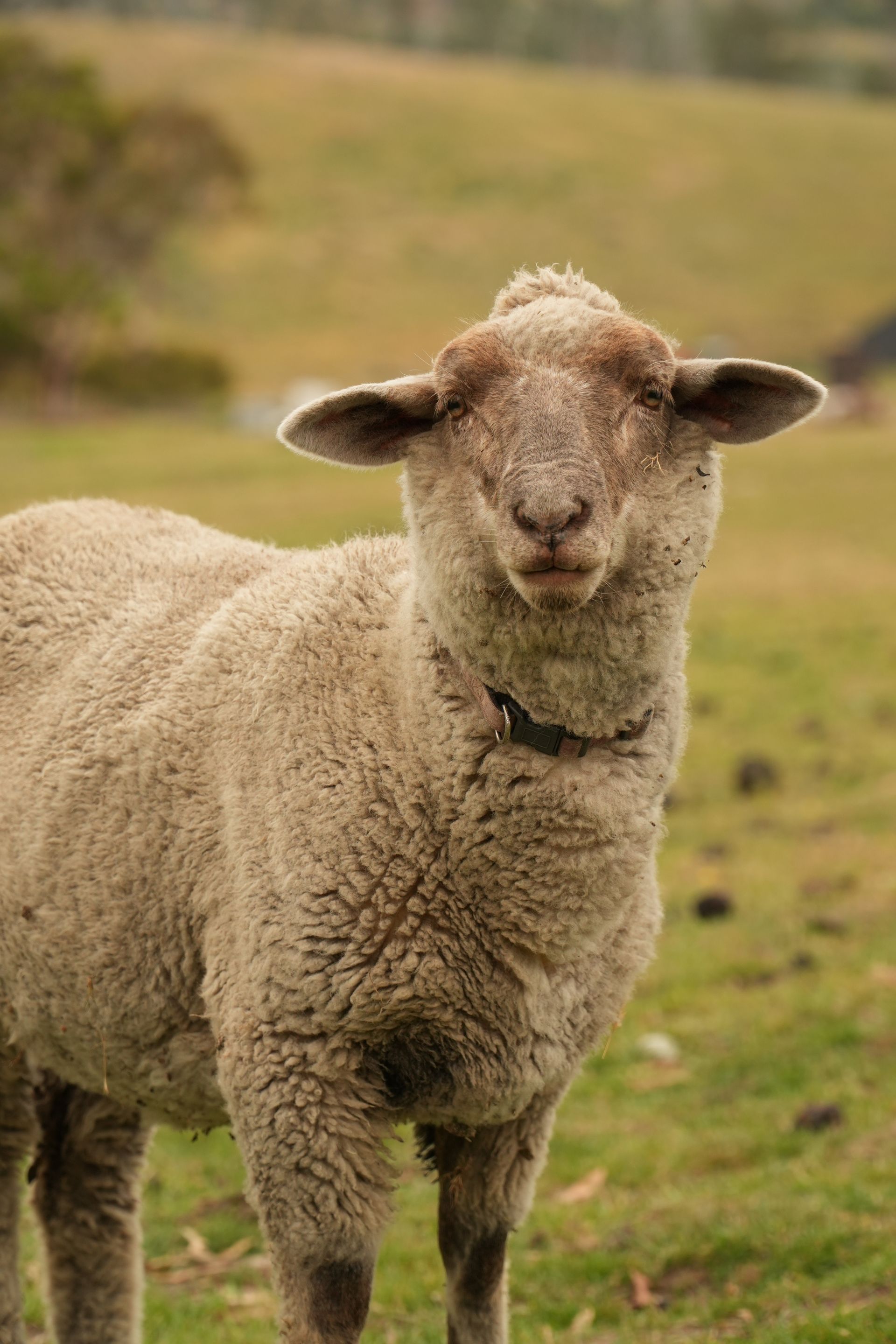 Jessie, the orphan sheep