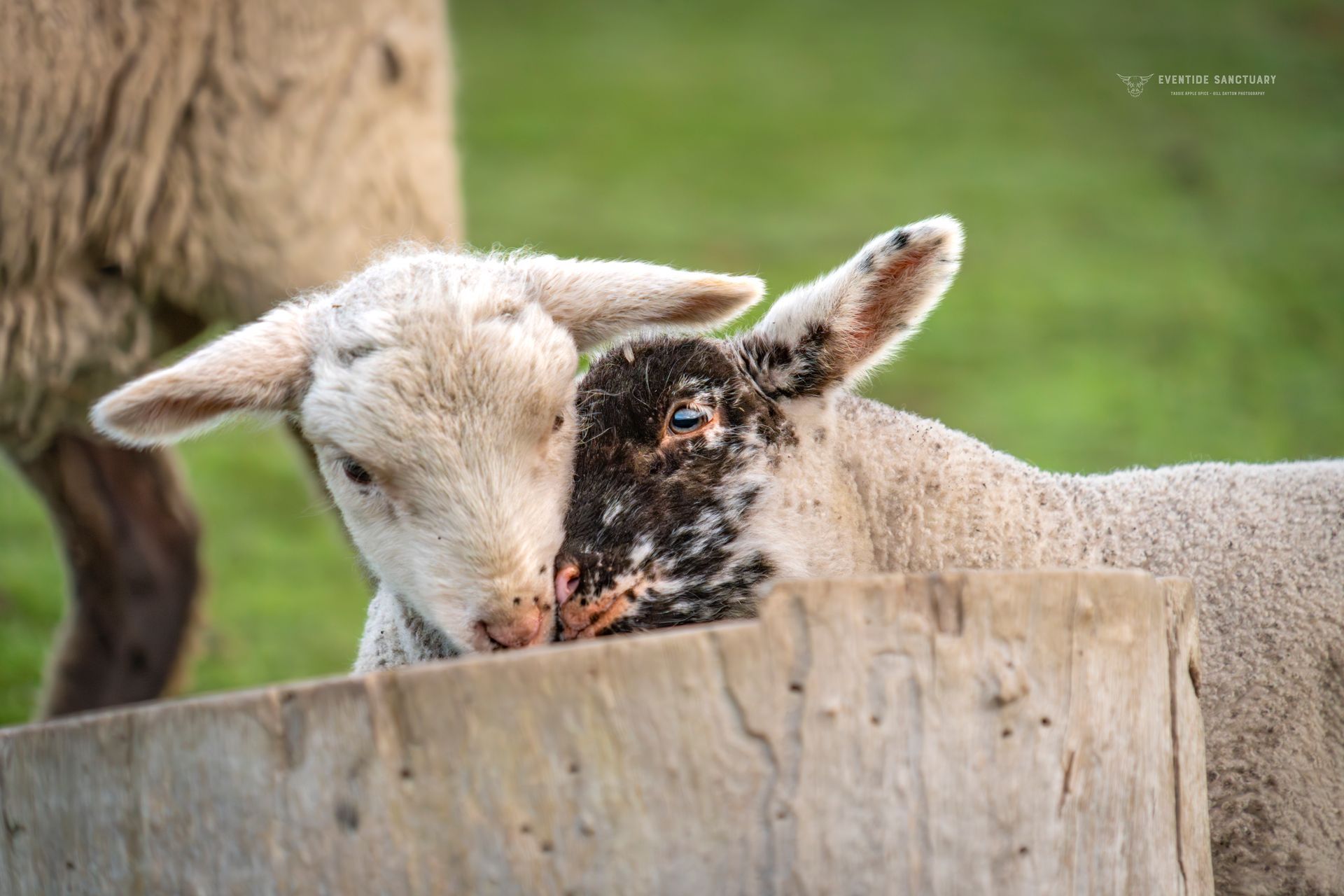 One-Off Gift of Kindness (Donation)